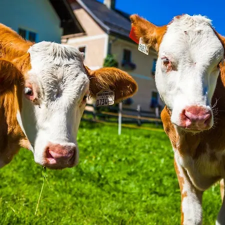 Grillhof-gut Vakantieboerderij